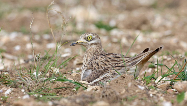 L’oiseau invisible